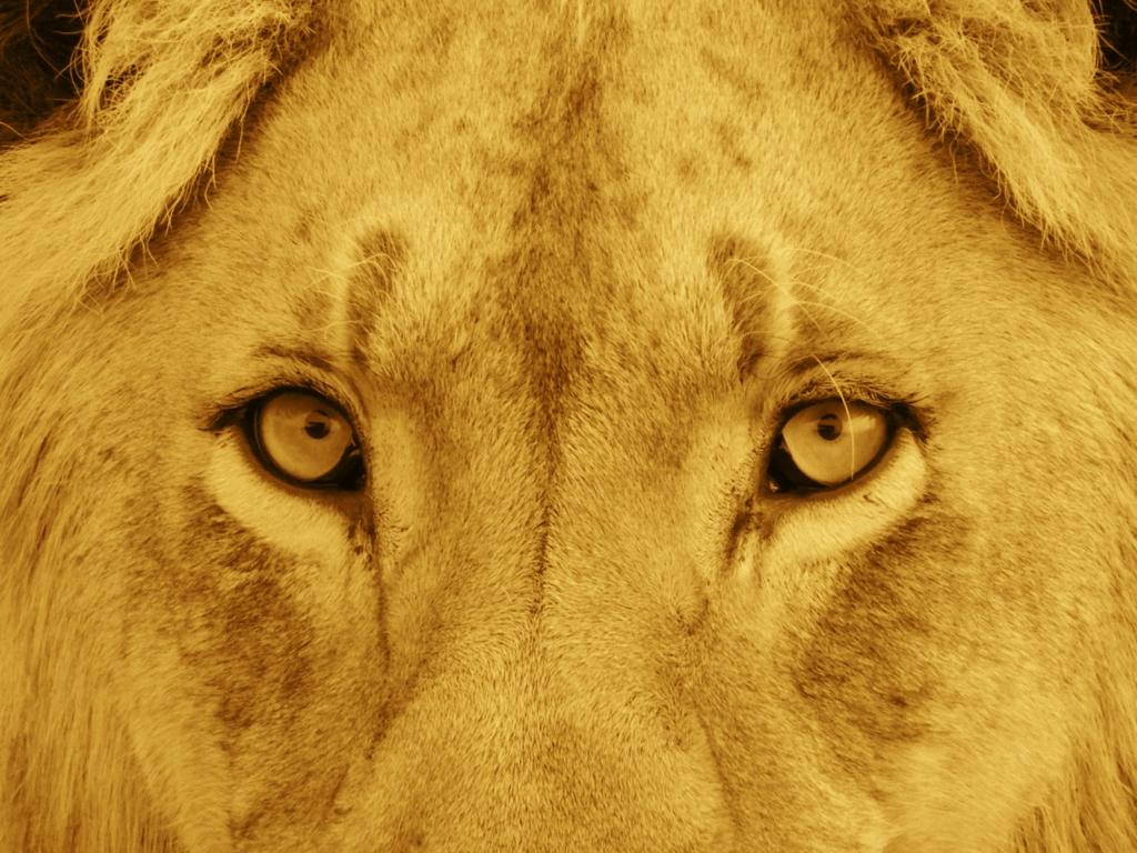 Plan działania uratujmy lwy w zachodniej Afryce! Z najnowszych raportów wynika jasno, że lew zachodnioafrykański wymiera.