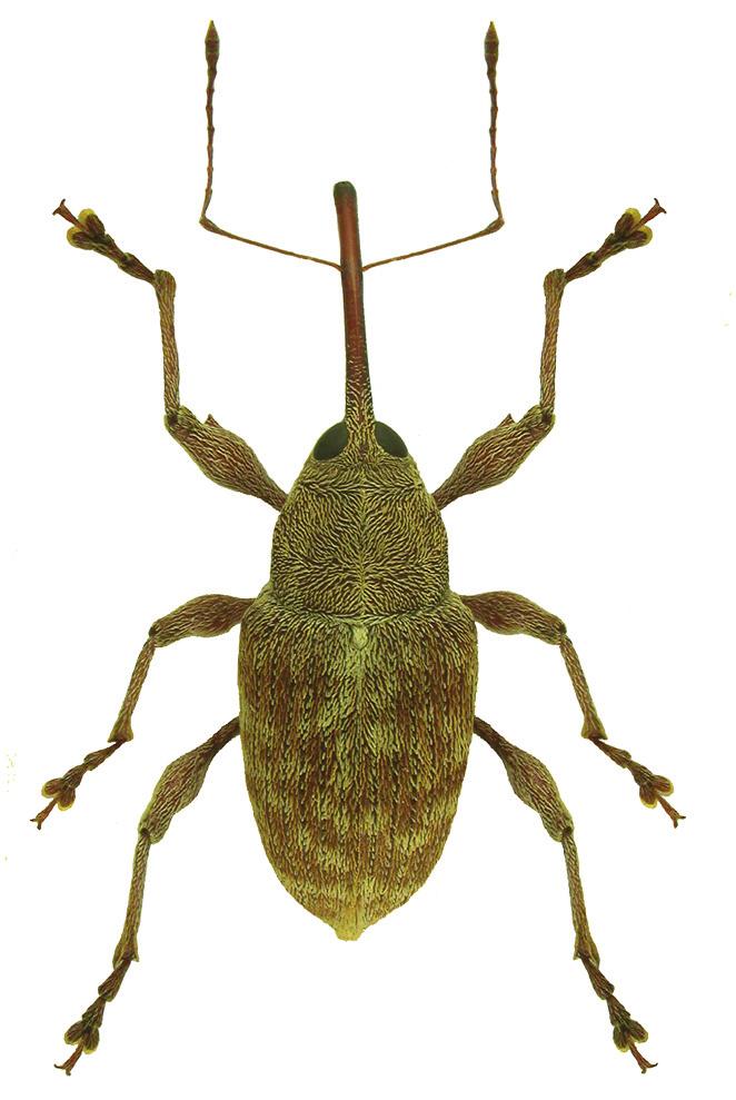 Uwagi o biologii i występowaniu Curculio elephas (Gyllenhal, 1836) w Polsce południowo-zachodniej 121 Fot. 2. Ryjek samca C. elephas (Gy l l.), widok z boku (Jarocin) (fot. K. Niedojad). Phot. 2. Rostrum of a male of C.