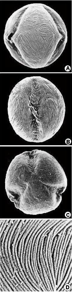 mougeotti; A-C general view 2000, A equatorial view (mesocolpium), B equatorial view (aperture), C polar view,