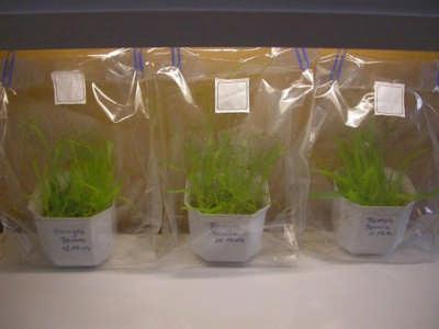Hodowle pułapkowe z roślinami babki lancetowatej (Plantago lanceolata szklarnia IO) W zasobach SYMBIOBANK-u posiadamy: Spory wyizolowane z gleby