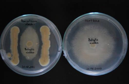 Hamowanie wzrostu grzyba Botrytis cinerea przez antagonistyczne grzyby Fot. 11 i 12.