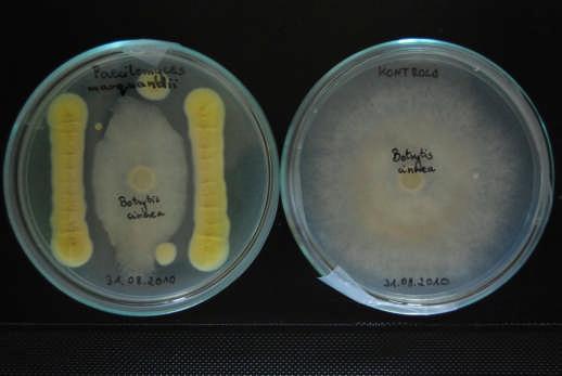 zahamowania wzrostu po wpływem bakterii) Izolacja i identyfikacja gatunków i szczepów grzybów
