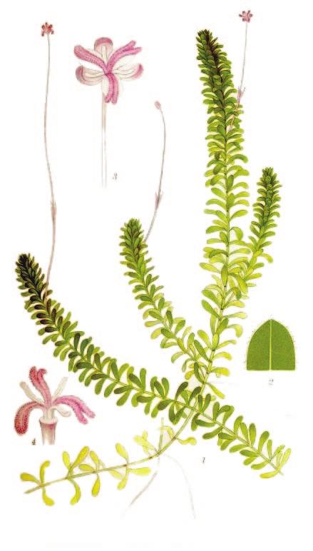 Fotografia rośliny Nazwa rośliny mniszek lekarski moczarka kanadyjska Wygląd i budowa łodygi Wygląd i