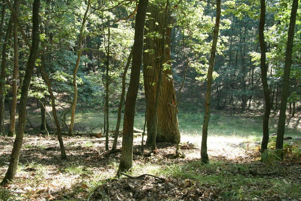 9190 Kwaśne dąbrowy Koordynator: Paweł Pawlaczyk Eksperci lokalni: Heise Waldemar, Izydorek Ireneusz, Kujawa-Pawlaczyk Jolanta, Pawlaczyk Paweł, Reczyńska Kamila, Wasiak Piotr, Kazimierski Jakub,