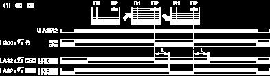 Regulation between a maximum and a minimum level (3