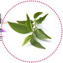reguluje wydzielanie sebum zapobiega łupieżowi EKSTAKT Z ZIELONEJ HERBATY INCI: Camellia Sinensis Leaf Extract wzmacnia włosy pobudzając mikrokrążenie skórne działa przeciwbakteryjnie i tonizuje jest