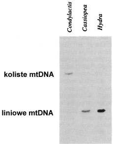 CNIDARIA koliste mdna zachowały tylko