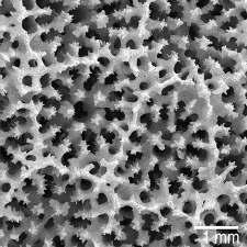Acropora ANTHOZOA Scleractinia Porites