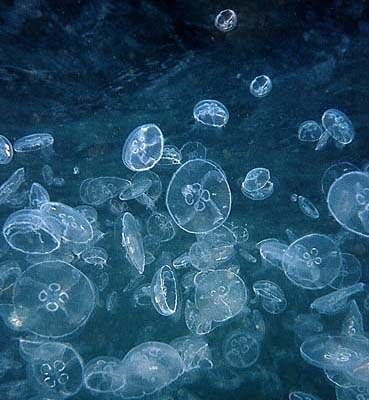SCYPHOZOA Semaestomae chełbia Aurelia ścisła symetria