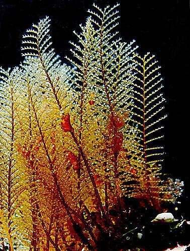 HYDROZOA mała meduza z