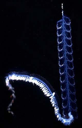 SIPHONOPHORA