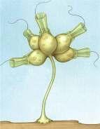 Choanoflagellata hipotetyczna "Gastrea" kolonie Choanoflagellata "Blastea" wielokomórkowe Opisthocontae wytwarzające kolagenową substancję międzykomórkową wywodzą się od