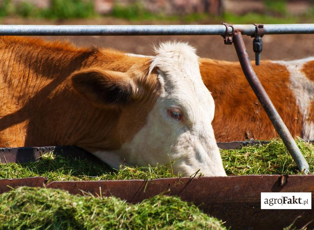 .pl https://www..pl Młode zielonki czy niektóre okopowe mogą zawierać nawet do 90% wody. Spożywając tego rodzaju pasze, krowa będzie więc mniej piła.