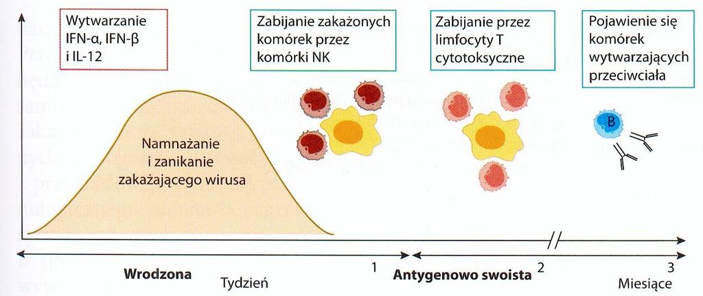 Przebieg odpowiedzi immunologicznej na zakażenia wirusowe Odpowiedź na zakażenia: - pierwotna (IgM, IgG) - wtórna (IgG) Odporność przeciwwirusowa: - Mechanizmy nieswoiste (bariery mechaniczne,