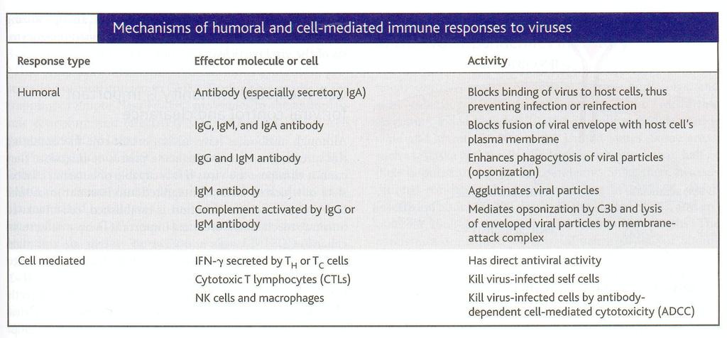 Po wniknięciu wirusa do komórki, ważne w obronie przeciwwirusowej stają się mechanizmy odpowiedzi komórkowej. Szczególną rolę odgrywają limfocyty CD8+TC i CD4+TH1.