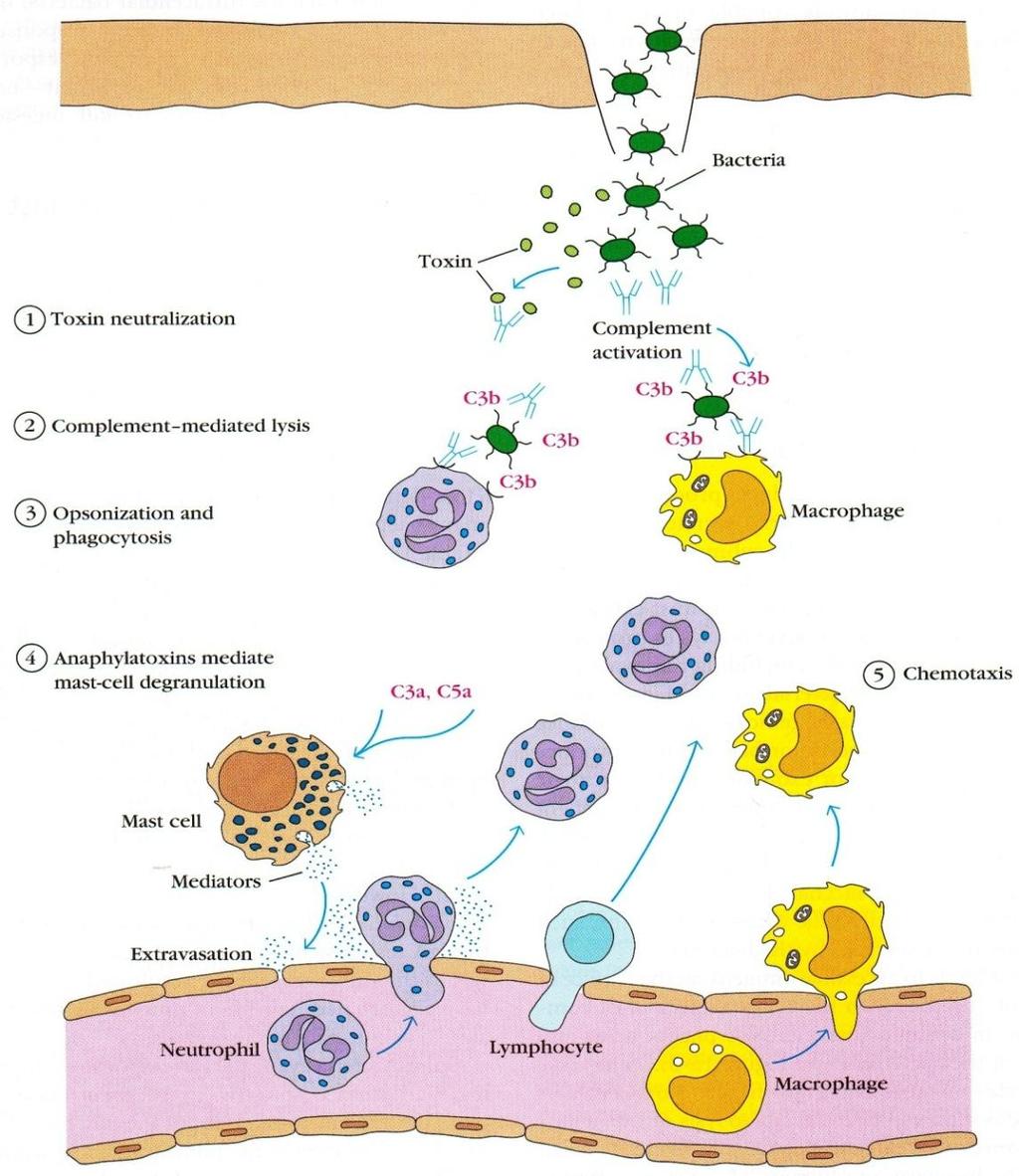 Mechanizmy immunologiczne w odpowiedzi na infekcję bakteriami zewnątrzkomórkowymi Przejście bakterii przez ranę zapoczątkowuje reakcję zapalną.