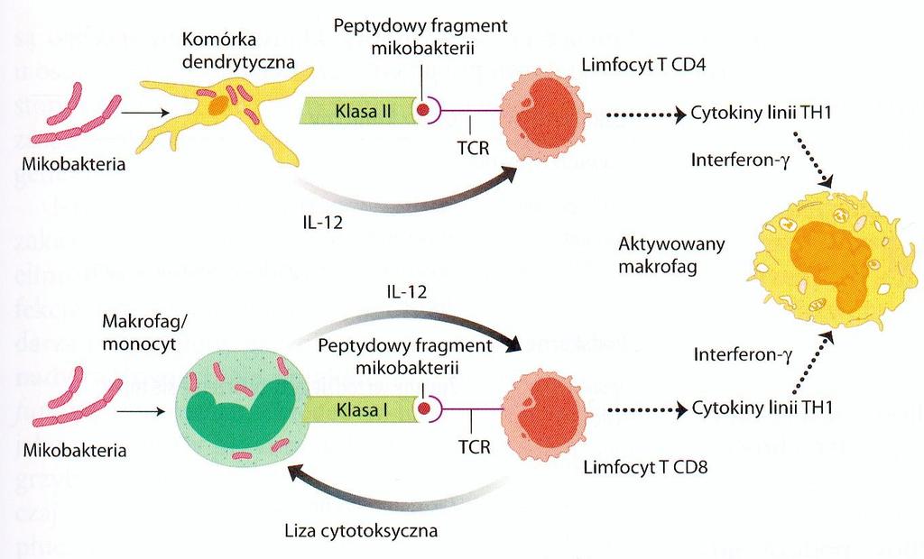 Odpowiedź układu odpornościowego na mykobakterie Rola limfocytów T: - pacjenci z zakażeniem wirusem HIV są szczególnie wrażliwi na zakażenie Mycobacterium tuberculosis i Mycobacterium