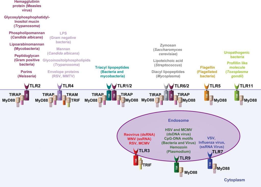 Receptory PRR (pattern recognition receptors) rozpoznają cząsteczki PAMP (patogen-associated molecular patterns) obecne na wirusach, bakteriach, pasożytach i grzybach.