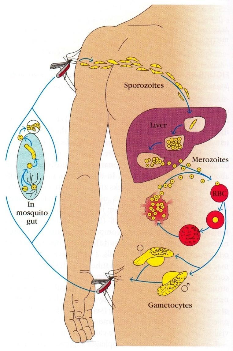 Cykl życiowy Plasmodium Cykl życiowy Plasmodium Sporozoity zarodźca dostają się do krwi po ukąszeniu zakażonego komara Anopheles.