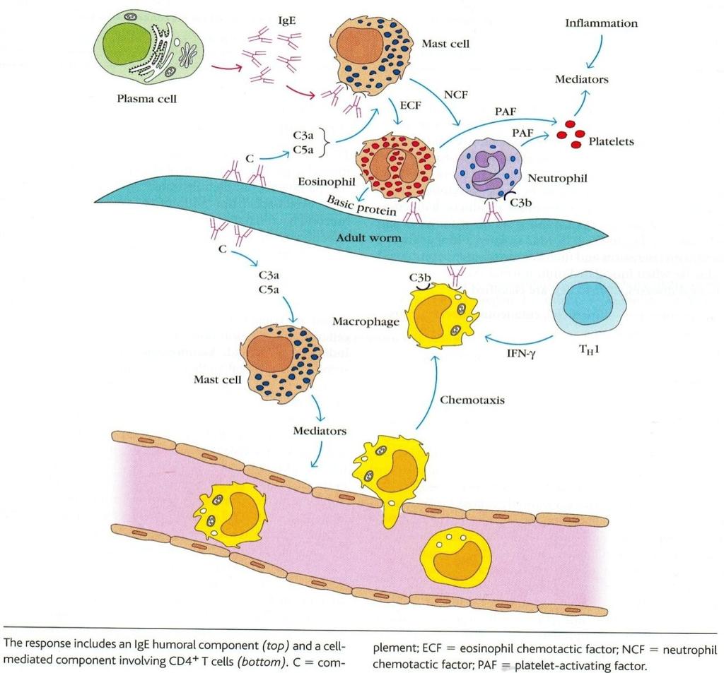 Odpowiedź immunologiczna przeciwko Schistosoma mansoni Zarażenie pasożytami jelitowymi powoduje zwiększoną syntezę IgE, wzrost liczby eozynofilów i komórek tucznych.