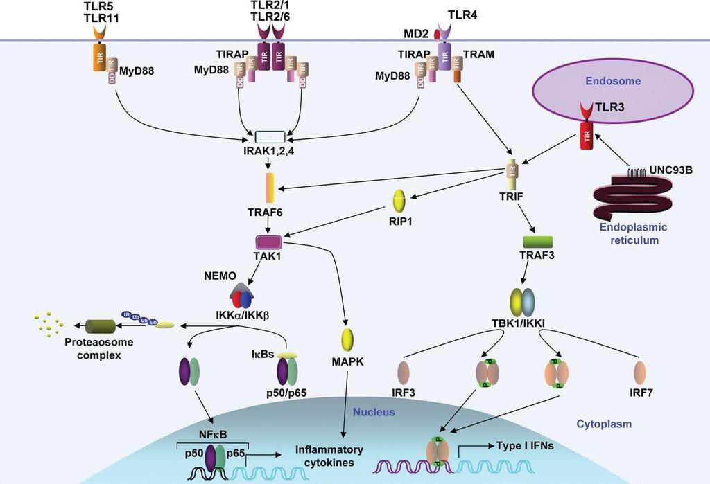 Szlaki sygnałowe TLR w