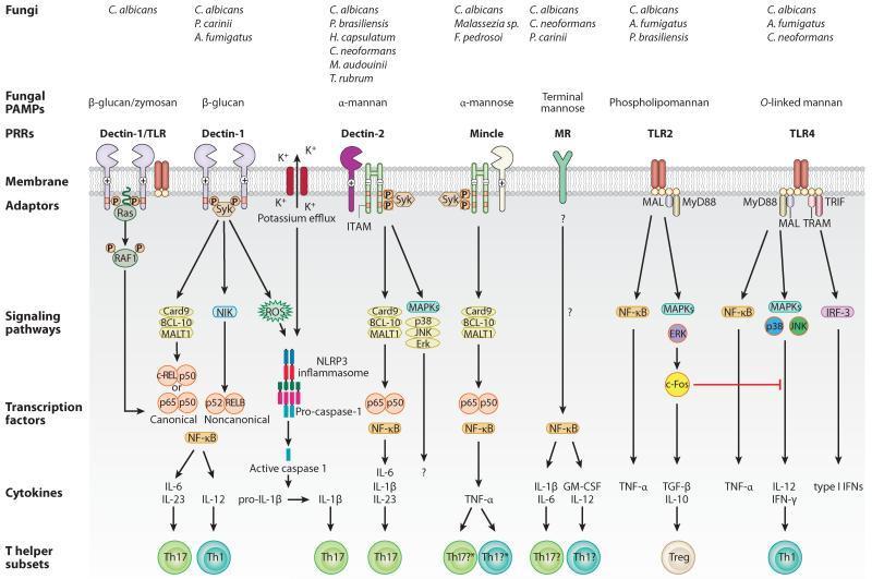 Receptory TLR i CLR odpowiedzialne za rozpoznanie antygenów grzybiczych oraz szlaki sygnałowe