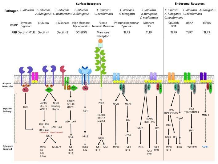 Receptory TLR i CLR na komórkach DC odpowiedzialne za rozpoznanie Candida albicans, Cryptococcus neoformans i Aspergillus