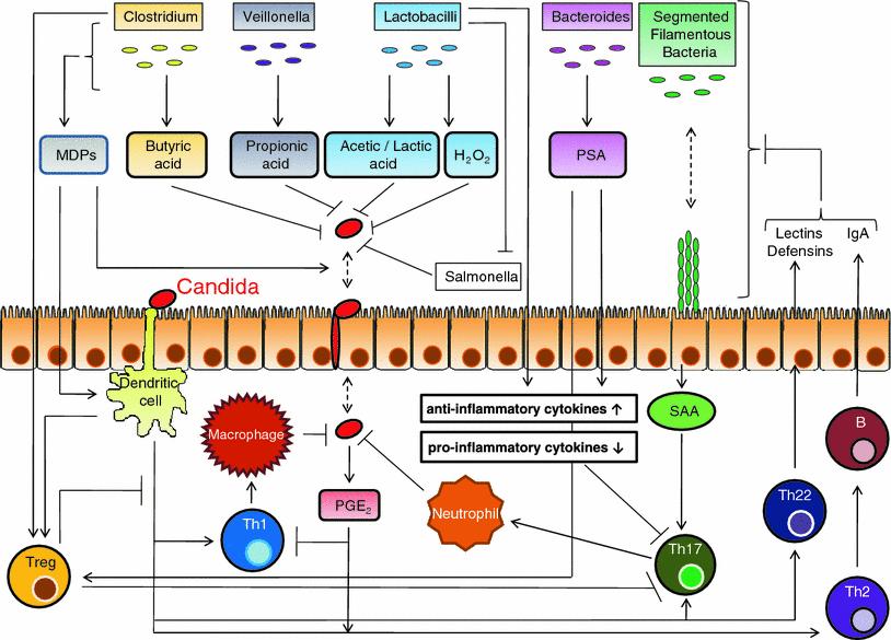Główne mechanizmy oddziaływania pomiędzy komórkami układu odpornościowego i Candida albicans w układzie pokarmowym Mikroorganizmy układu pokarmowego produkują szereg krótkołańcuchowych kwasów