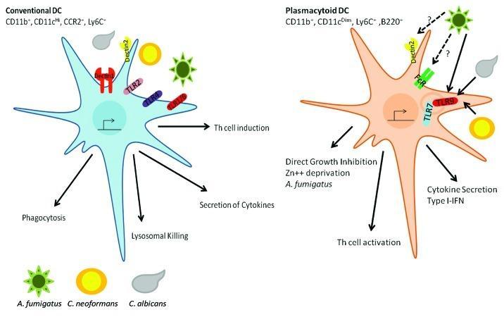 Rola komórek dendrytycznych w odpowiedzi na infekcje grzybicze Na konwencjonalnych komórkach DC ulegają ekspresji receptory TLR (TLR1, TLR2, TLR4, TLR6) i receptory lektynowe CLR (dektyna1, dektyna2,