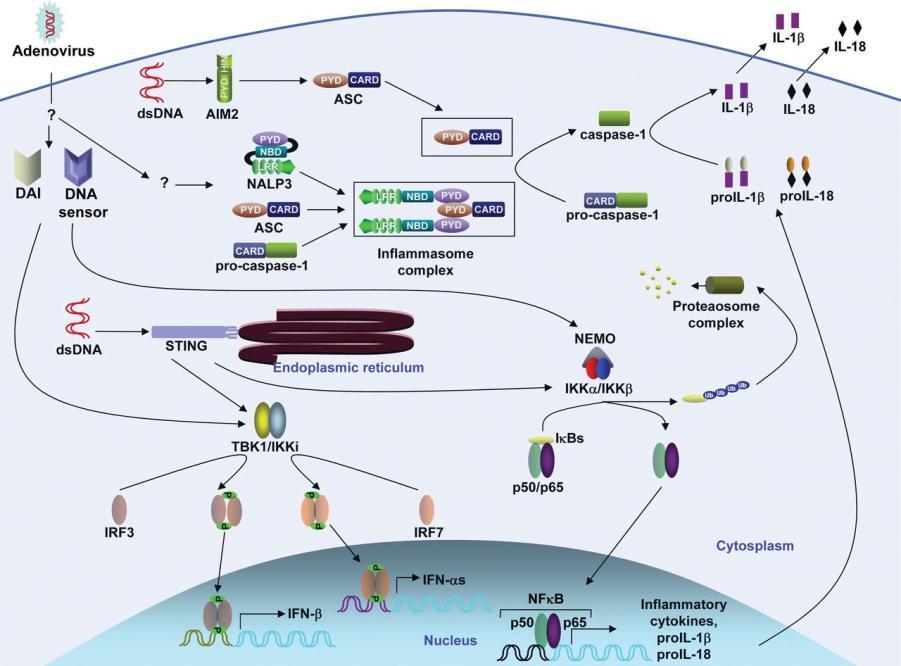 wirusów przez czujniki DNA H.