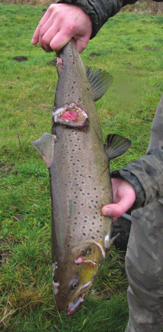 Polskie połowy łososia (Salmo salar) i troci (Salmo trutta).