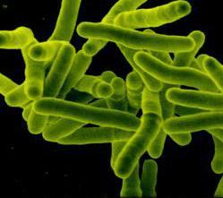 TEST McEMARA PRÓBA DAYCH 1. Wzrost baterii Mycobacterium tuberculosis na pożywach (A / B).