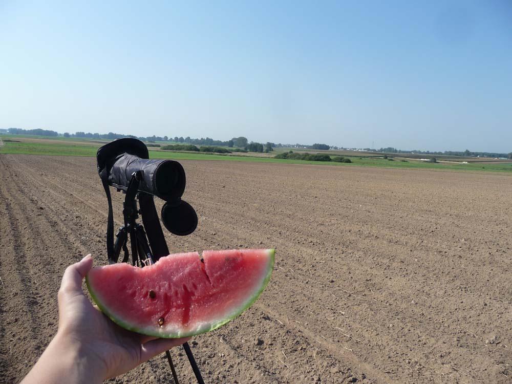 Na jednym z punktów obserwacyjnych. Fot. Agnieszka Parapura Gatunki i ich liczbę zapisywaliśmy na bieżąco. Osobniki stacjonarne zostały odnotowywane tylko raz.