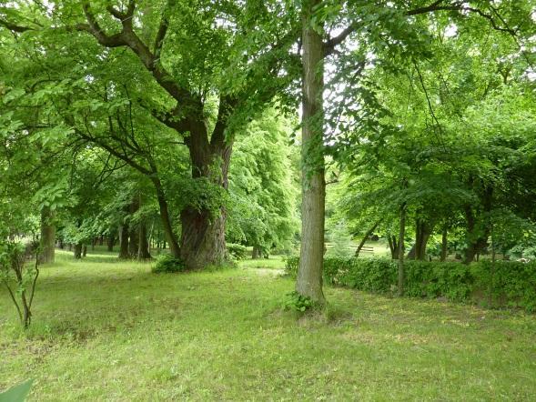 Działka ewidencyjna 114 Własność Obecna funkcja Stan zachowania Skarb Państwa Park Bardzo dobry Datowanie XIX w. Fot.23-26.