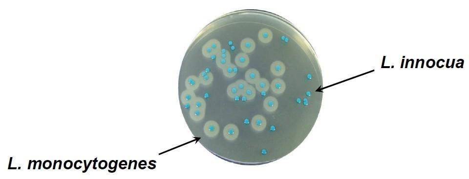 podłoże chromogenne ALOA (agar Listeria wg Ottaviani i Agosti) chromogenny substrat: 5-bromo-3-chloro-3-indoxyl- -D-glukopiranozyd wykrywanie aktywności - -D-glukozydazy = kolonie niebieskozielone