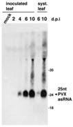 Wyciszanie wirusa TRV Tobacco Rattle Virus (wirus nekrotycznej kędzierzawki tytoniu) w roślinach A. thaliana dzikiego typu zapobiega objawom choroby. Mutanty dcl są niezdolne do zahamowania infekcji.