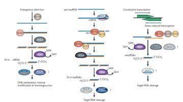 Większość endogennych sirna powstaje z transpozonów i powtórzeń sekwencji DNA Chromosom Centromer małe RNA transpozony retrotranspozony Wysoko-przepustowe sekwencjonowanie małych RNA Większość sirna