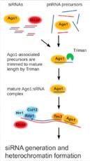 85 Ghildiyal & Zamore (2009) Nat Rev Genet Małe RNA niezależne od Dicer prirna primal small RNAs zidentyfikowane u S.