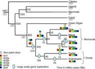 Dicer i Argonaute u różnych organizmów Plantae Fungi Metazoa Argonaute-PIWI-like Species Argonaute PIWI Dicer-like RdRP Arabidopsis thaliana 10 (AGO1-10) - 4 (DCL 1-4) 6 Oryza sativa 18-5 5