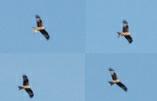 max. 3 os. (juv.) ORLIK GRUBODZIOBY (Aquila clanga) 27-28 września Poizdów, - Annopol, kraśnicki przelot ptaka z nadajnikiem satelitarnym (Tunne) http://birdmap.5dvision.ee/index.php?
