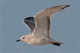 mewa czarnogłowa (Larus melanocephalus) 26 lipca Zastów Karczmiski, opolski (fot.), J. Bednarz, P. Bednarz (juv.