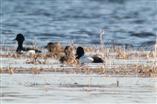 szczudłak (Himantopus himantopus) 24 kwietnia zamojski /fot. (m. i f.) Fot4 bernikla białolica (Branta leucopsis) 24 kwietnia Sosnowica, parczewski P. Kołodziejczyk 3 os.