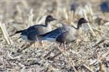 Piechota bernikla kanadyjska (Branta canadensis) 19-20 kwietnia Zamość - Zalew,() T. Kobylas oraz A. Sawic (fot.) łabędź czarnodzioby (Cygnus columbianus) 20 kwietnia Jedlanka, S.