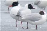 mewa czarnogłowa (Larus melanocephalus) 05 kwietnia 2012 Zalew Zemborzycki, Lublin /fot. Łukasz Bednarz (ad.