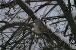 ) ślepowron (Nycticorax nycticorax) 05 marca zamojski inf. R. Biały, T.