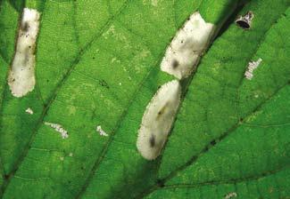 Samice po przezimowaniu składają jaja na liściach lipy już w pierwszej dekadzie maja. Występuje u tego gatunku pięć stadiów larwalnych. Gąsienica przepoczwarcza się w minie po 14-40 dniach żerowania.