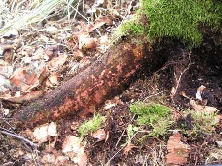 Wstęp Obecne występowanie Phytophthora cinnamomi w Europie wg.