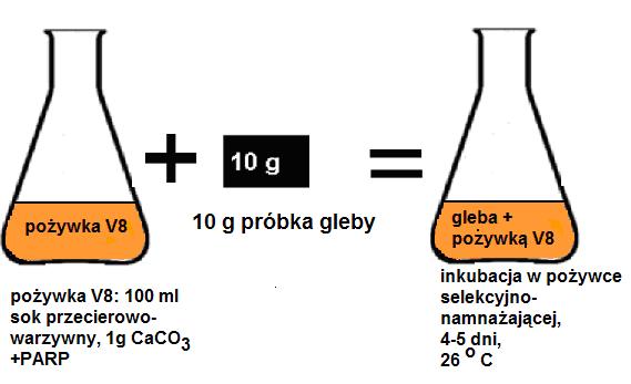 Phytophthora na