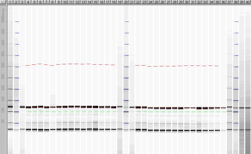 Profil amplifikacji locus ccmp10 Linie 4 11: drzewa zdrowe, A. 100 pz ccmp10 300 pz B.