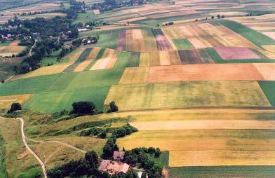 Tabl. III: A. Stradów, gm. Czarnocin. Przebiegajàcy ukowato Êlad za o enia obronnego, czytelny jako pozytywny wyró nik wegetacyjny. Fot. K. Wieczorek, 05.